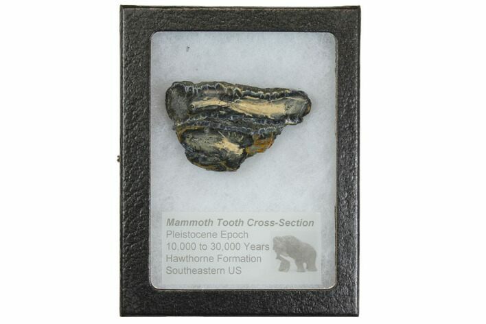 Mammoth Molar Slice With Case - South Carolina #144337
